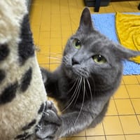 BETH A17367, chatte à adopter