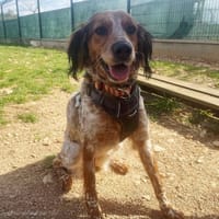 PRALINE, chienne à adopter