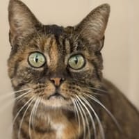 memere CAB5311, chatte à adopter