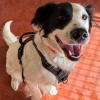 BOUNTY PAA24165, chien à adopter