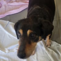 Jappy, chien à adopter