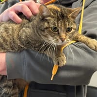 RENEE, chatte à adopter