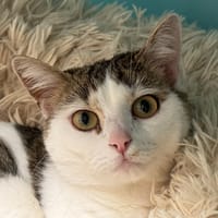 JUDY A17363, chatte à adopter