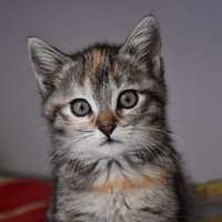 miette, chatte à adopter