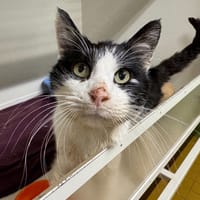 RICK A17368, chat à adopter