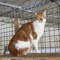 Lilou, chatte à adopter