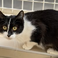Choupette CAB5317, chatte à adopter