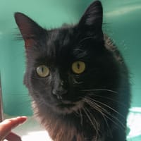 PELUCHE C, chat à adopter