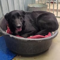 Orangina, chienne à adopter