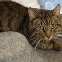 Gasper CAB5320, chat à adopter