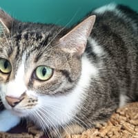 SAHÏRA C, chatte à adopter