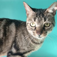 VANILLE C, chatte à adopter