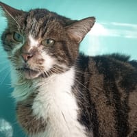 GRANNY C, chatte à adopter