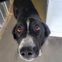 Evian, chien à adopter