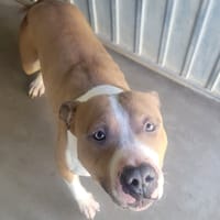 TONOWARI, chien à adopter