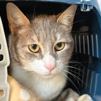 imli, chat à adopter