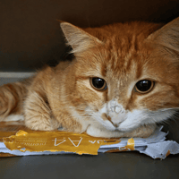 MANGOUSTE, chatte à adopter