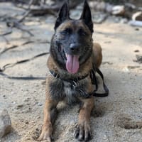 RAIDZ QCN, chien à adopter