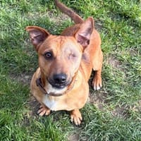 PETTER PAA24152, chien à adopter