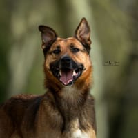 Rocket, chien à adopter