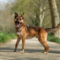 Rocket, chien à adopter
