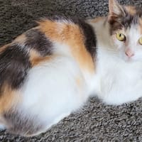 BELISAMA, chatte à adopter