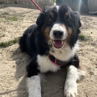 CRAPULE, chien à adopter