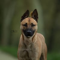 Riley, chien à adopter