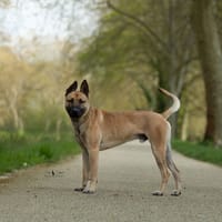 Riley, chien à adopter