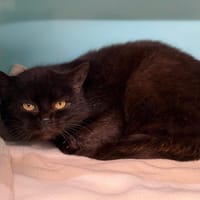 Abby CAB5122, chatte à adopter