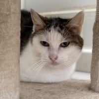 Daisy CAB5145, chatte à adopter