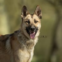 Fenris, chien à adopter