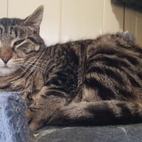 SHIVA, chatte à adopter