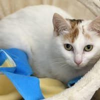 Heia CAB5204, chatte à adopter