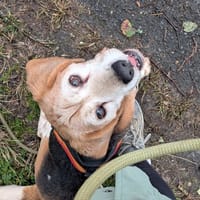 Marley, chien à adopter