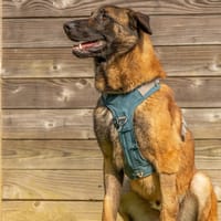 CHEIKH, chien à adopter