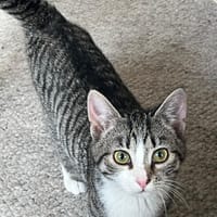 Uppie, poezen ter adoptie