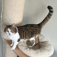 Karel, katers ter adoptie