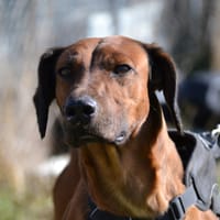 TINO, le compagnon de vie idéal !, chien à adopter