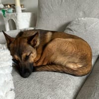 Bob, chien à adopter