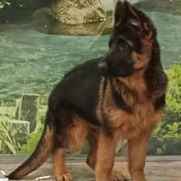 Dandy berger allemand 07 mois, chien à adopter