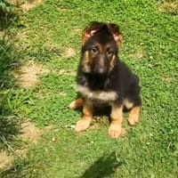 Dako à l’adoption?, chien à adopter