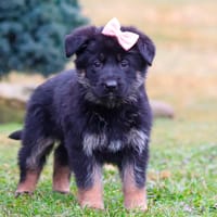 Anita, une petite chienne vraiment adorable, chienne à adopter