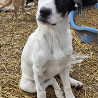 Tasha, chienne à adopter