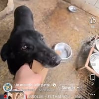 Jake, chien à adopter