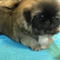 Luna, chienne à adopter