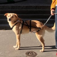 Aïko, chien à adopter