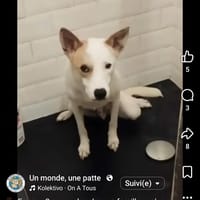 Freez, chien à adopter