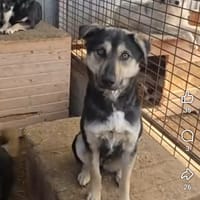 Sofia, chienne à adopter