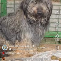 Blue, chien à adopter